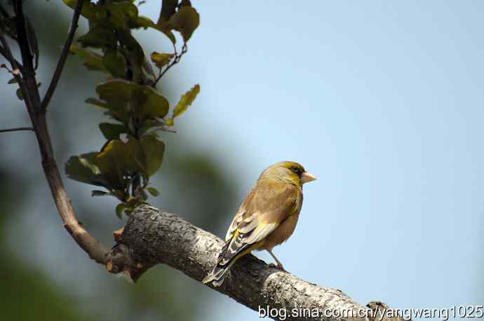 明星风范（拍摄金翅鸟纪实）
