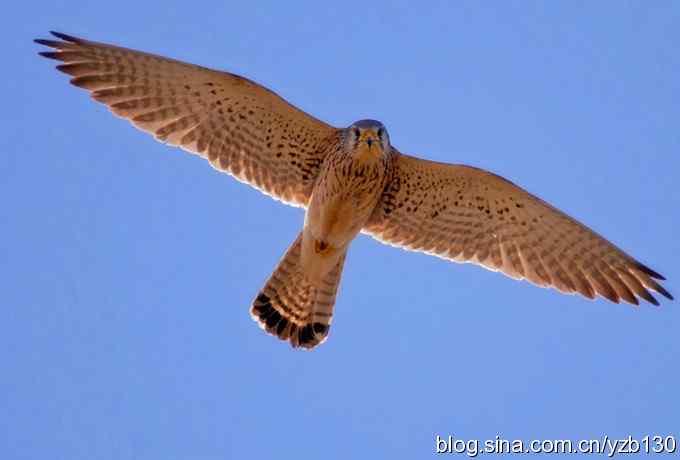 实拍易危物种鈥斺敾谱溃ㄗ橥迹10张图片）