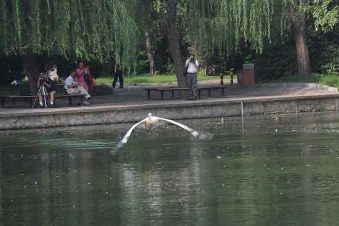 再拍大鹈鹕 wbr wbr4 再拍大鹈鹕 wbr wbr4