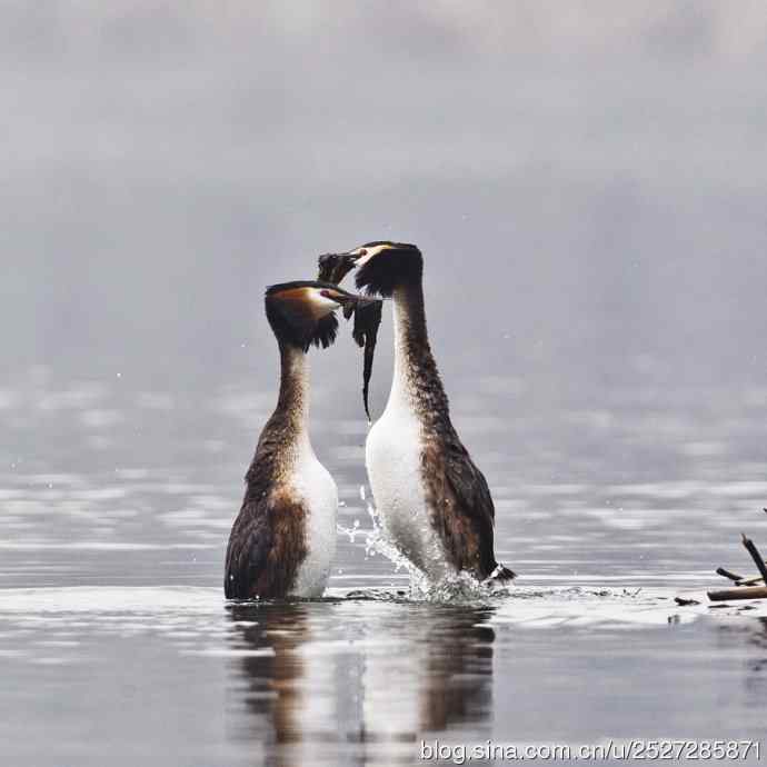 北京野鸟摄影——风头鸊鷉的“性”福生活