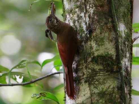 绝色攀禽：佛法僧目之短尾鴗