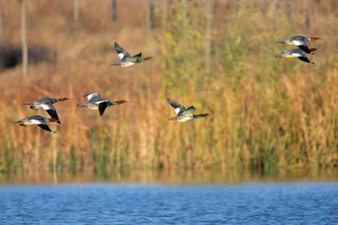 美丽的野鸭湖 美丽的野鸭湖