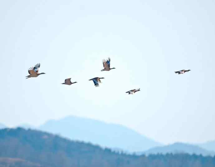 密云水库 wbr路 wbr大鸨、雉鸡和苍鹭 密云水库 wbr路 wbr大鸨、雉鸡和苍鹭