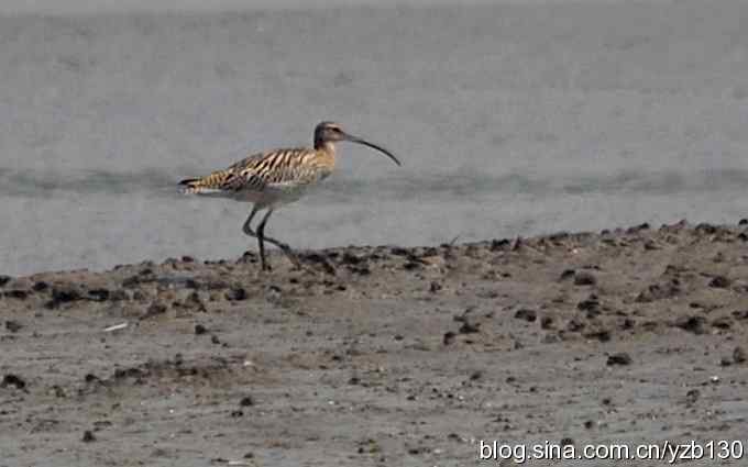 打到一只杓鹬,高兴ing鈥︹Γㄗ橥迹 打到一只杓鹬,高兴ing鈥︹Γㄗ橥迹