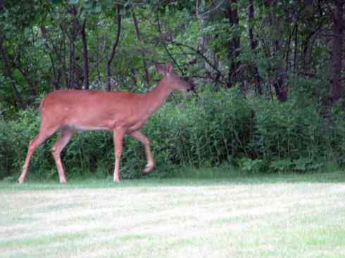白尾红鹿 白尾红鹿