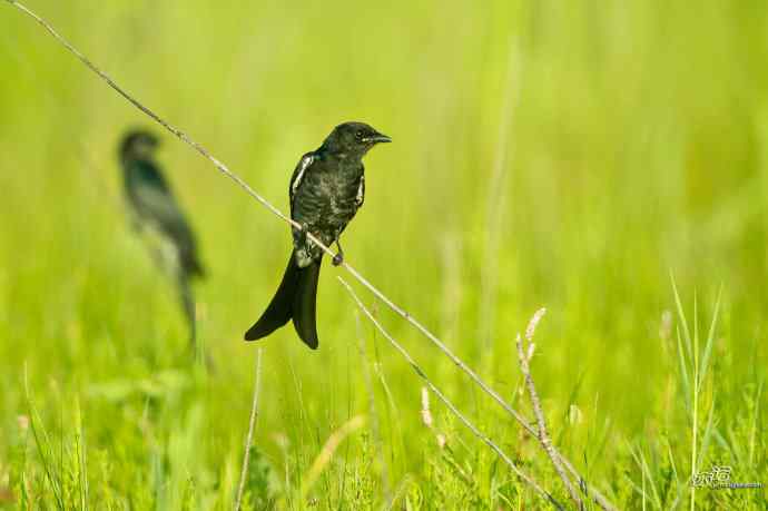 野鸭湖的黑衣舞者