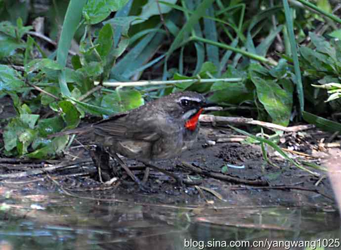 红喉歌鸲(雄性)续2 红喉歌鸲(雄性)续2