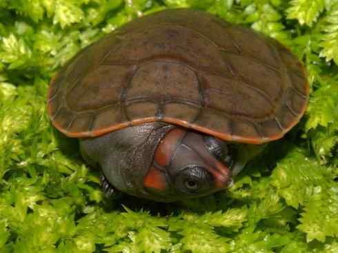 玄武：传说的兽原型探秘（侧颈龟类）