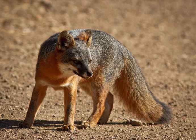 犬科：狐亚科灰狐属之灰狐、岛屿灰狐