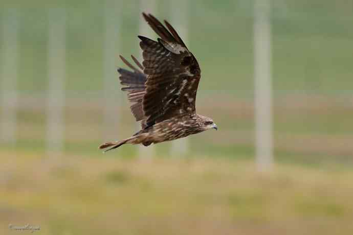 马路天使黑耳鳶
