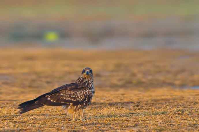 秋季野鸭湖 wbr热拍黑耳鸢