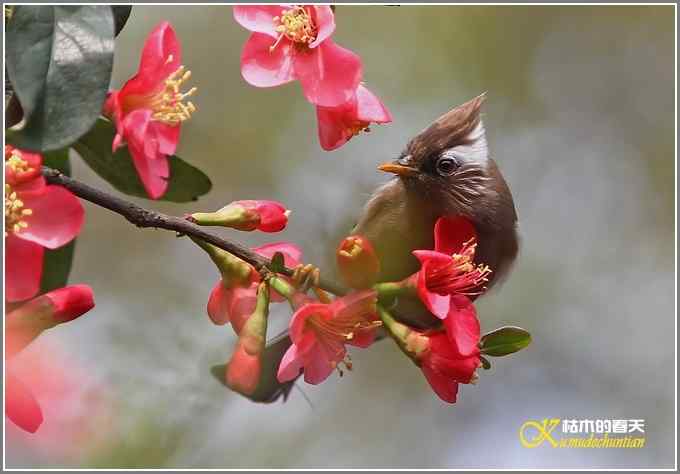 海棠花间的白领凤鹛【照片】
