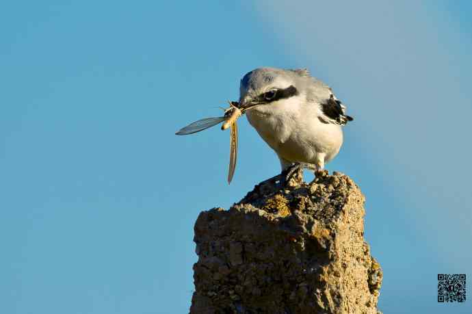 野鸭湖的楔尾伯劳吃什么? 野鸭湖的楔尾伯劳吃什么?