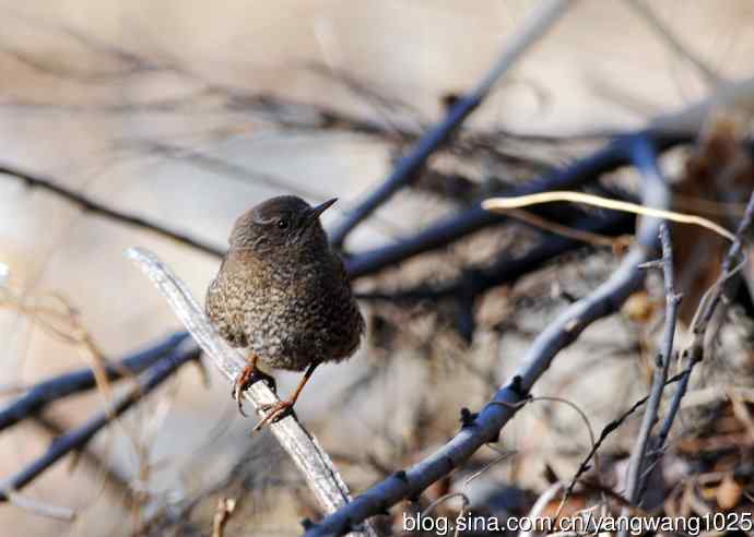 鹪鹩(抓拍)2 鹪鹩(抓拍)2