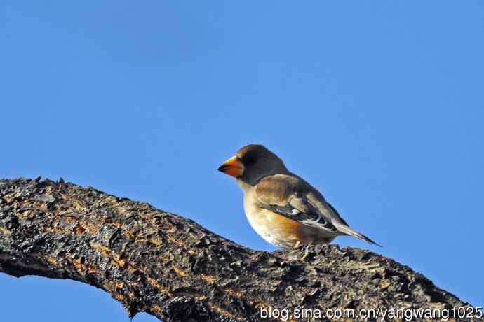 黑尾蜡嘴雀（库存片）