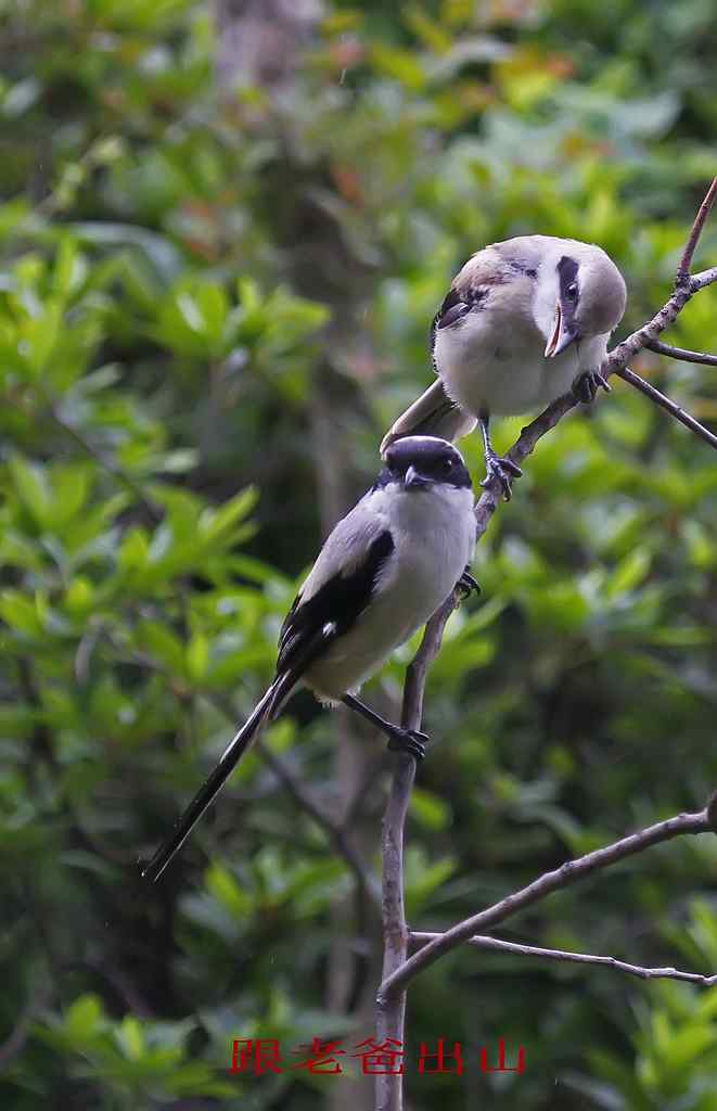 206.小伯劳成长记（2）雨中喂食