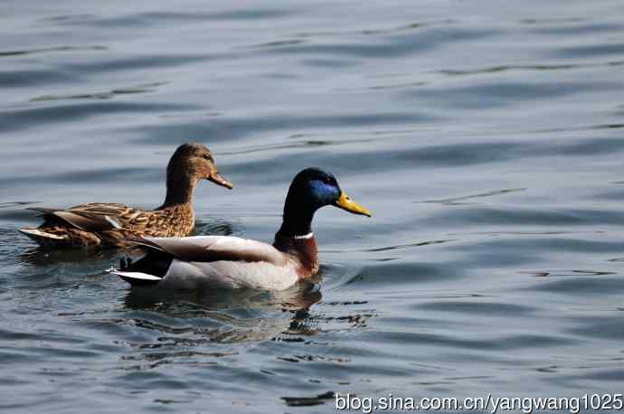 绿头鸭(2) 绿头鸭(2)