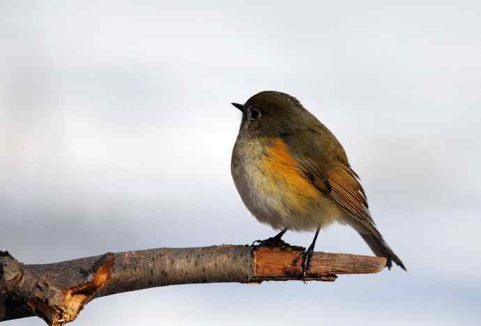 雌性红胁蓝尾鸲（26）