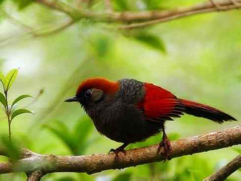 美丽无罪：雀鸟之噪鹛