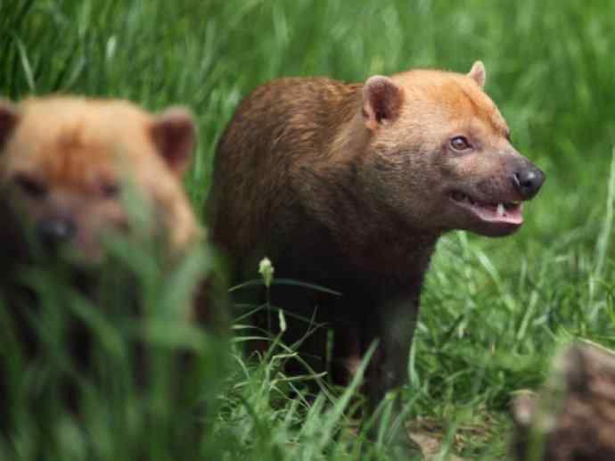 犬科：薮犬亚科薮犬属之薮犬