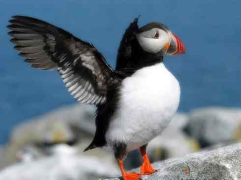 猎奇:奇特的鸟喙之七 猎奇:奇特的鸟喙之七