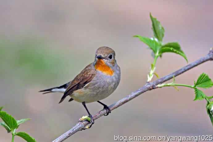 雄性红喉姬鹟（17）
