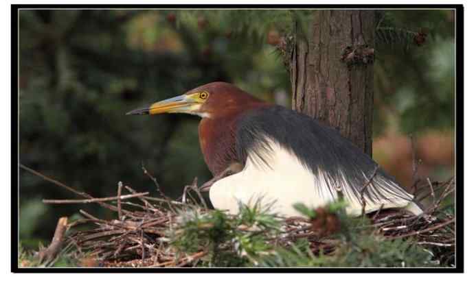 阳山摄鹭之池鹭篇