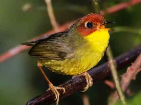 美丽无罪：雀鸟之地莺