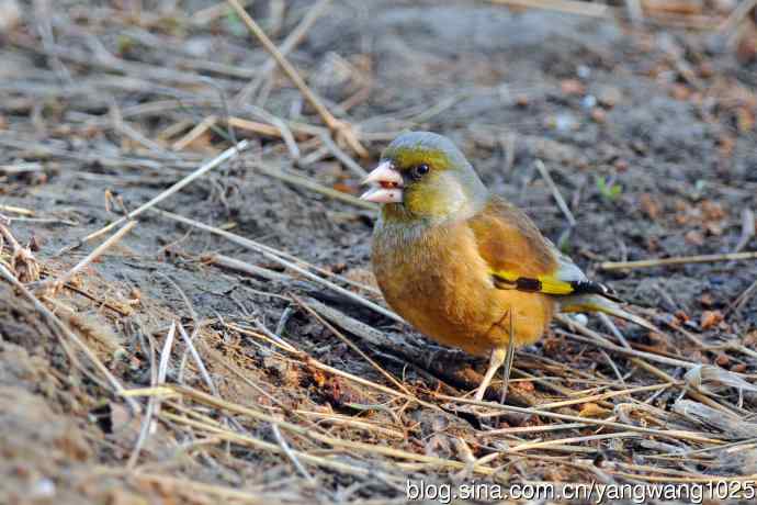 金翅雀(4) 金翅雀(4)