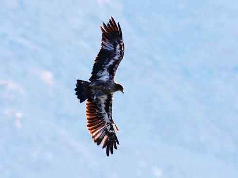 白头鸟系列：另类的美丽（吼海雕）