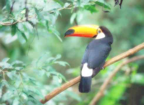 猎奇：奇特的鸟喙之三