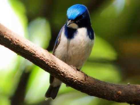 美丽无罪:雀鸟之姬鹟 美丽无罪:雀鸟之姬鹟