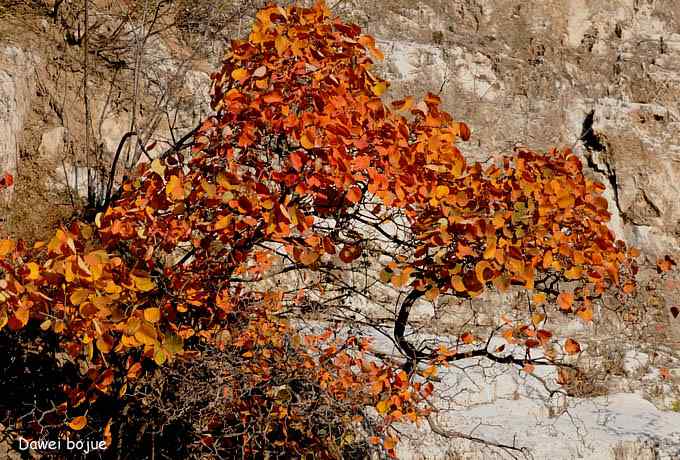 永定河湿地观鸟秋游