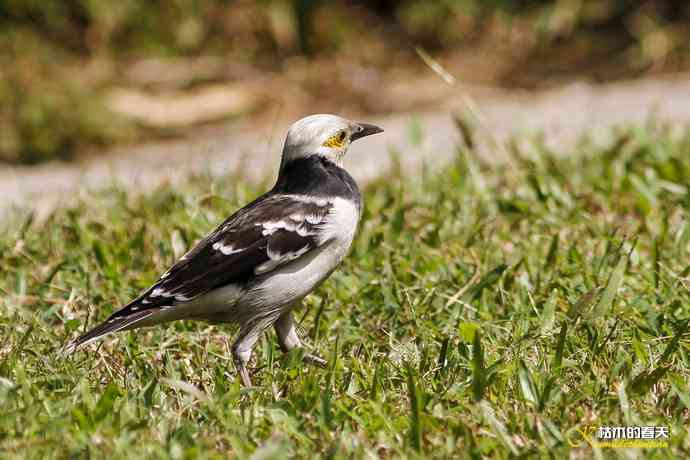 厦门的鈥湶四疋濃斺敽诹扉Ｄ