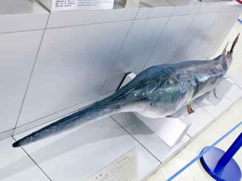 鱼类活化石：匙吻鲟科