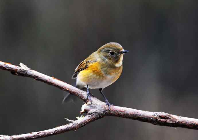 雌性红胁蓝尾鸲（14）