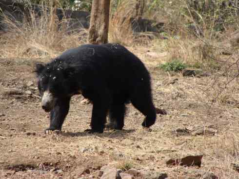 十大喜食蜂蜜动物：黑熊