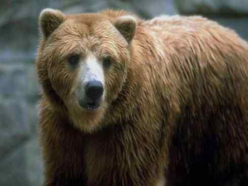 十大喜食蜂蜜动物：棕熊