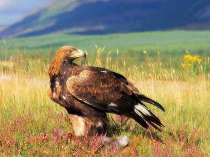 犬科：狐亚科灰狐属之灰狐、岛屿灰狐