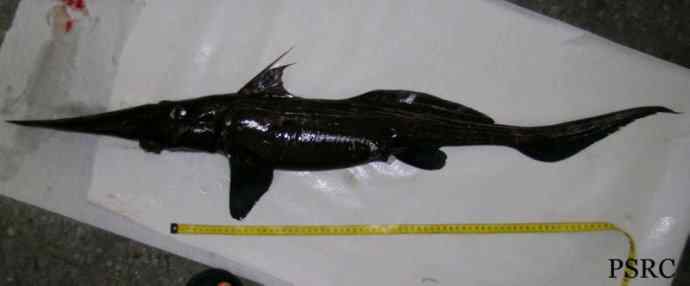 鱼类活化石：长吻银鲛