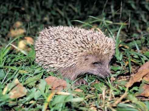 动物世界：山寨还是原创之三