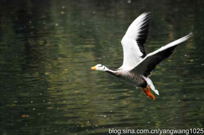 斑头雁(抓拍)3 斑头雁(抓拍)3