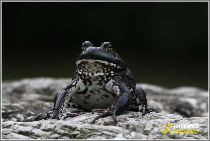 蛙中王者-牛蛙【照片】 蛙中王者-牛蛙【照片】