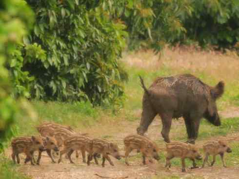 动物世界：山寨还是原创之四