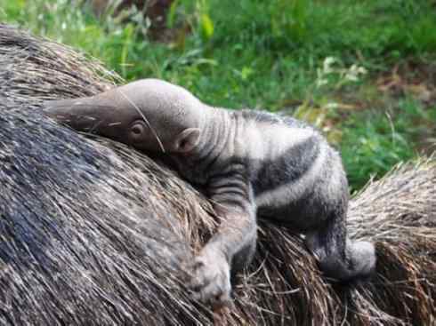 动物世界：山寨还是原创之五