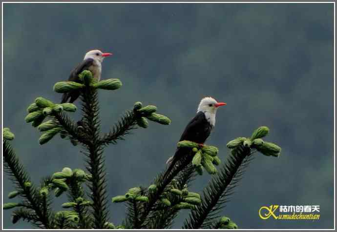 瓦屋山拍鸟（瓦屋山系列三）【照片】