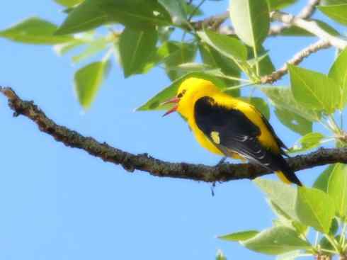 美丽无罪:雀鸟之朱鹂 美丽无罪:雀鸟之朱鹂