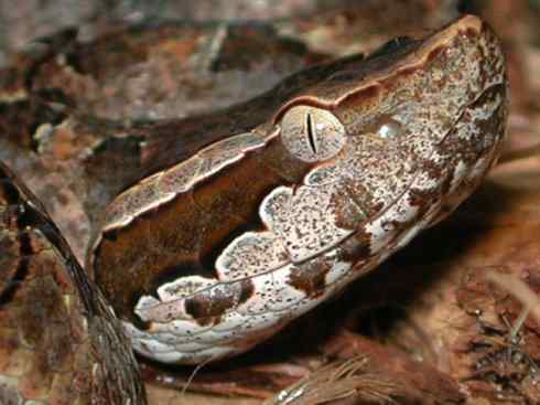 龙:传说的兽原型探秘(蝮蛇类) 龙:传说的兽原型探秘(蝮蛇类)