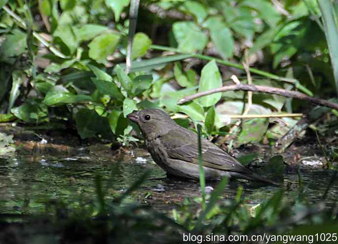 普通朱雀（雌性）