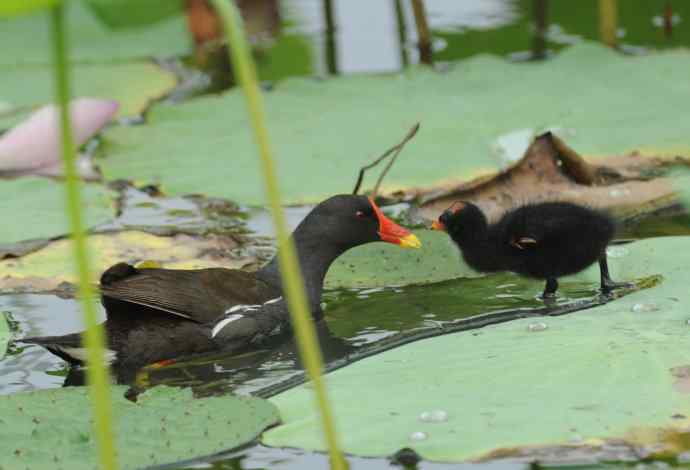 再拍黑水鸡（纪实）2